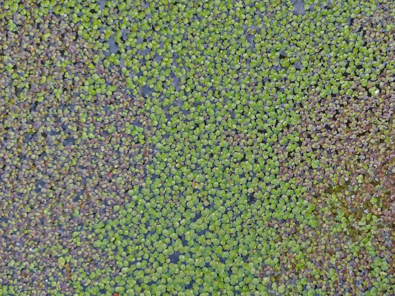Wasserlinsen Mix - mittlere Portion - ca. 4000 Einzelpflanzen